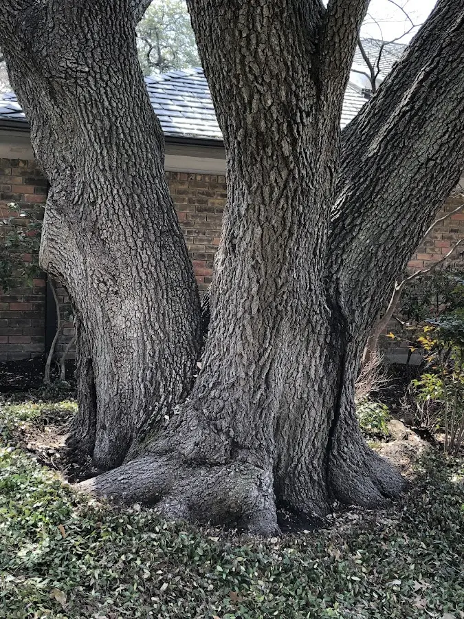 Mature heritage tree close to a Croton On Hudson property cared for by certified arborists